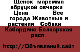 Щенок  маремма абруцкой овчарки › Цена ­ 50 000 - Все города Животные и растения » Собаки   . Кабардино-Балкарская респ.
